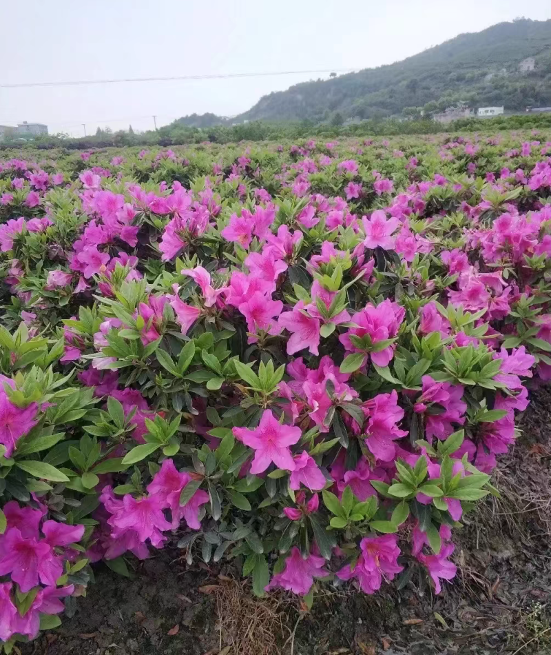 杜鹃毛鹃春鹃杜鹃色块工程苗木基地供货
