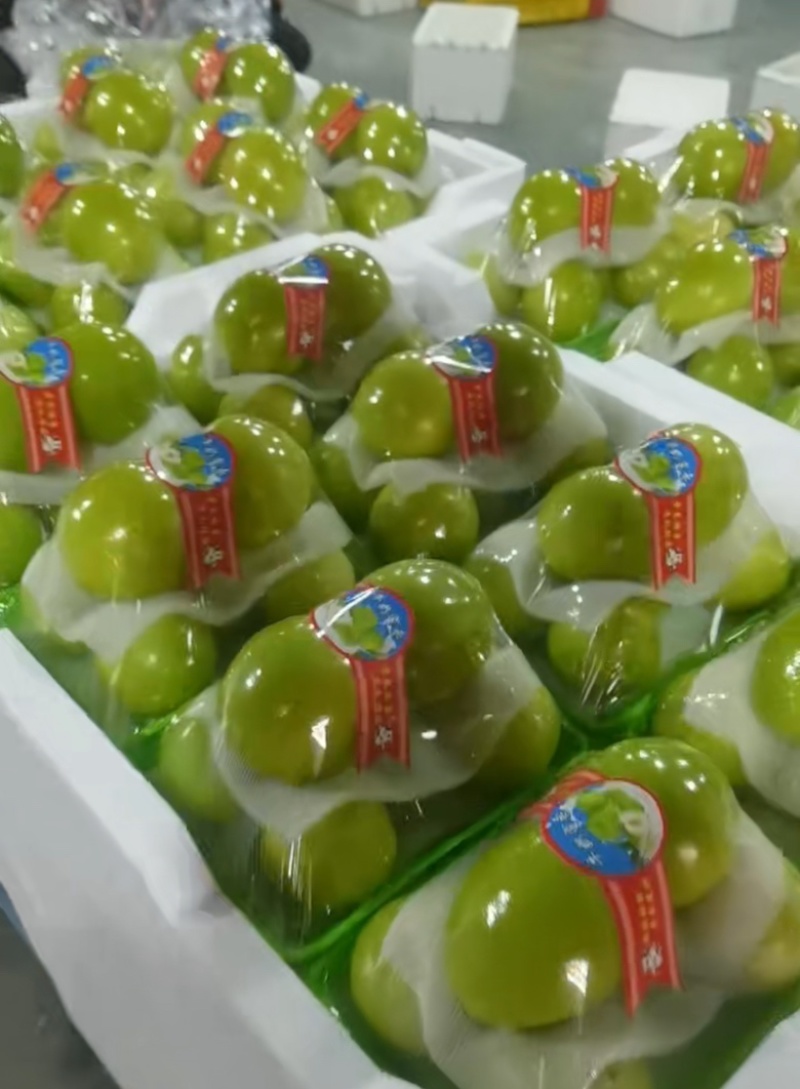 福建青枣牛奶枣蜜枣翠蜜