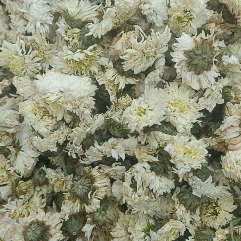 菊花各种花茶批发，应有尽有