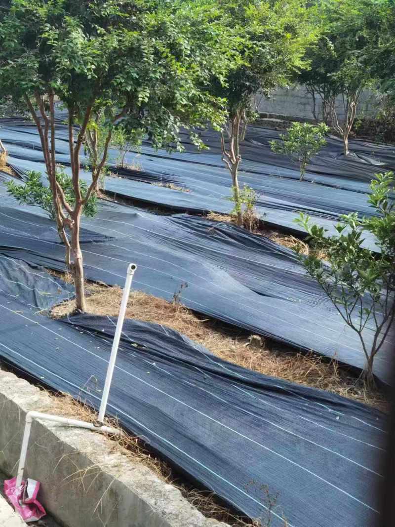 嘉宝果树