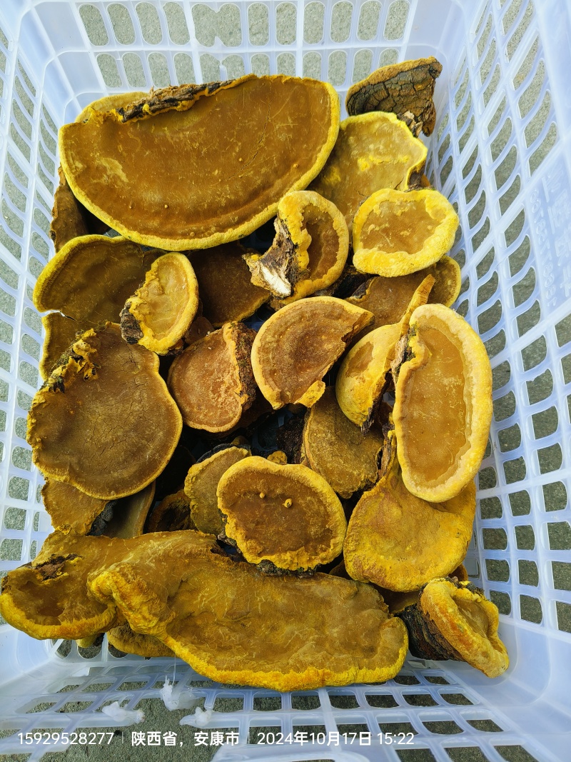 正宗野生桑黄和野生干重楼随时有货，需要的老板联系我。