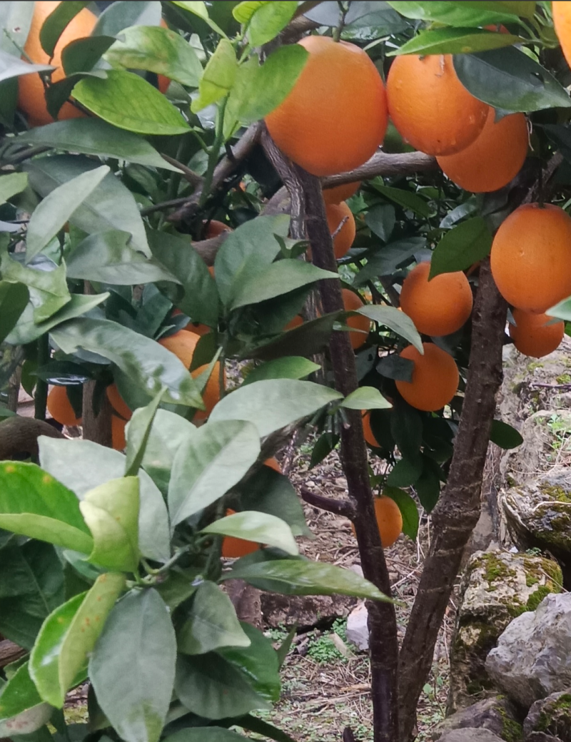 雷波脐橙最新报价