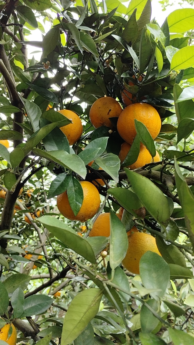 夏橙，密奈，福罗斯特大量供应，产地直发。