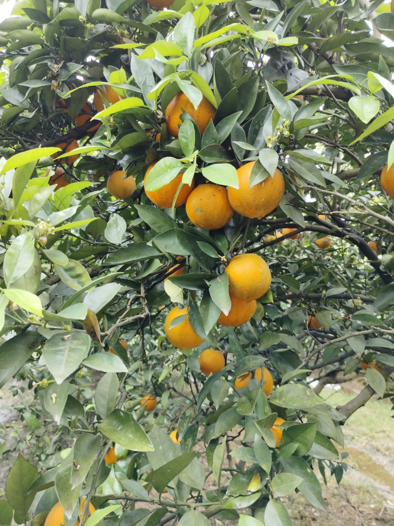 夏橙，密奈，福罗斯特大量供应，产地直发。