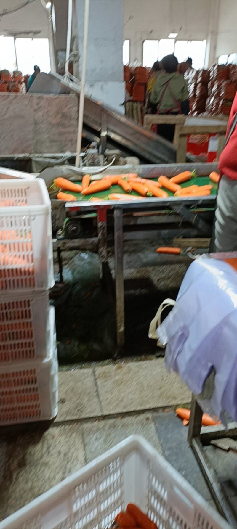三红胡萝卜，支持各种包装，代发全国各大市场，电商平台。
