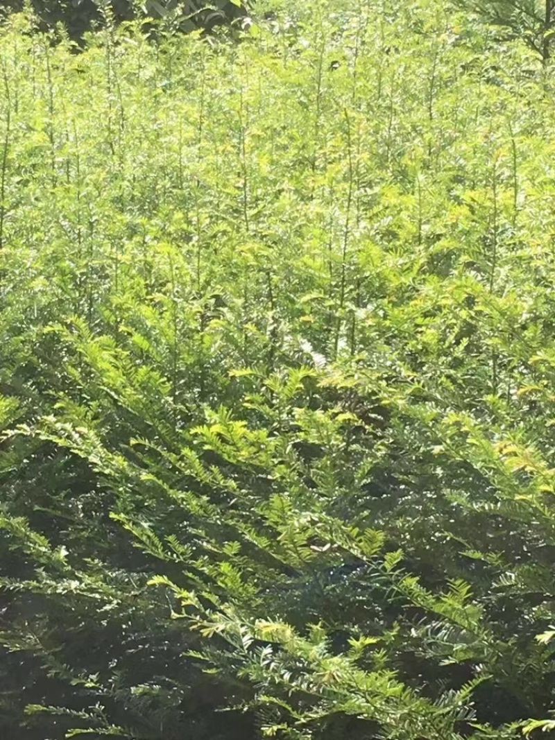 红豆杉苗