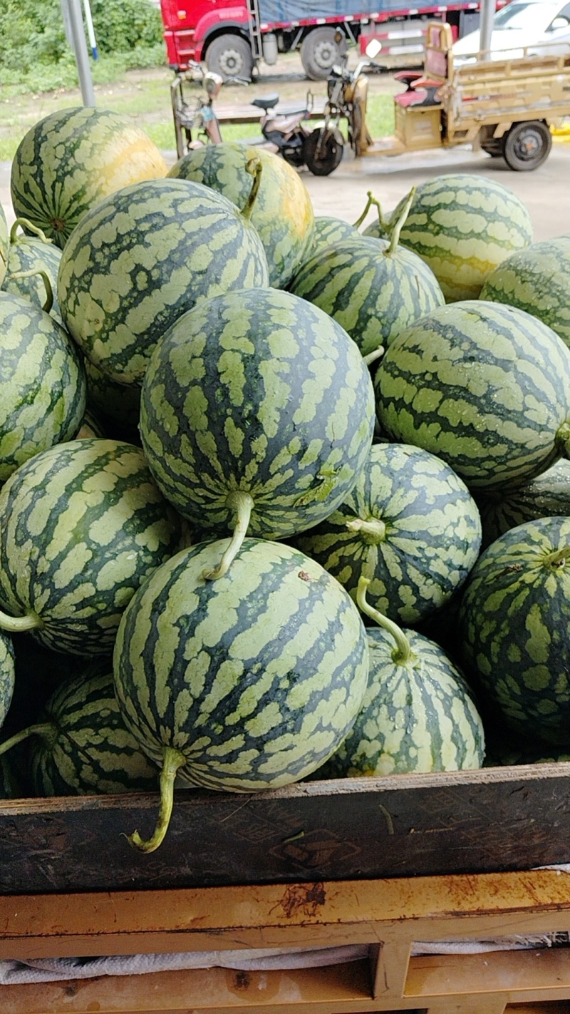 西瓜无籽美都麒麟瓜大量现货供应对接全国包熟包甜欢迎来电