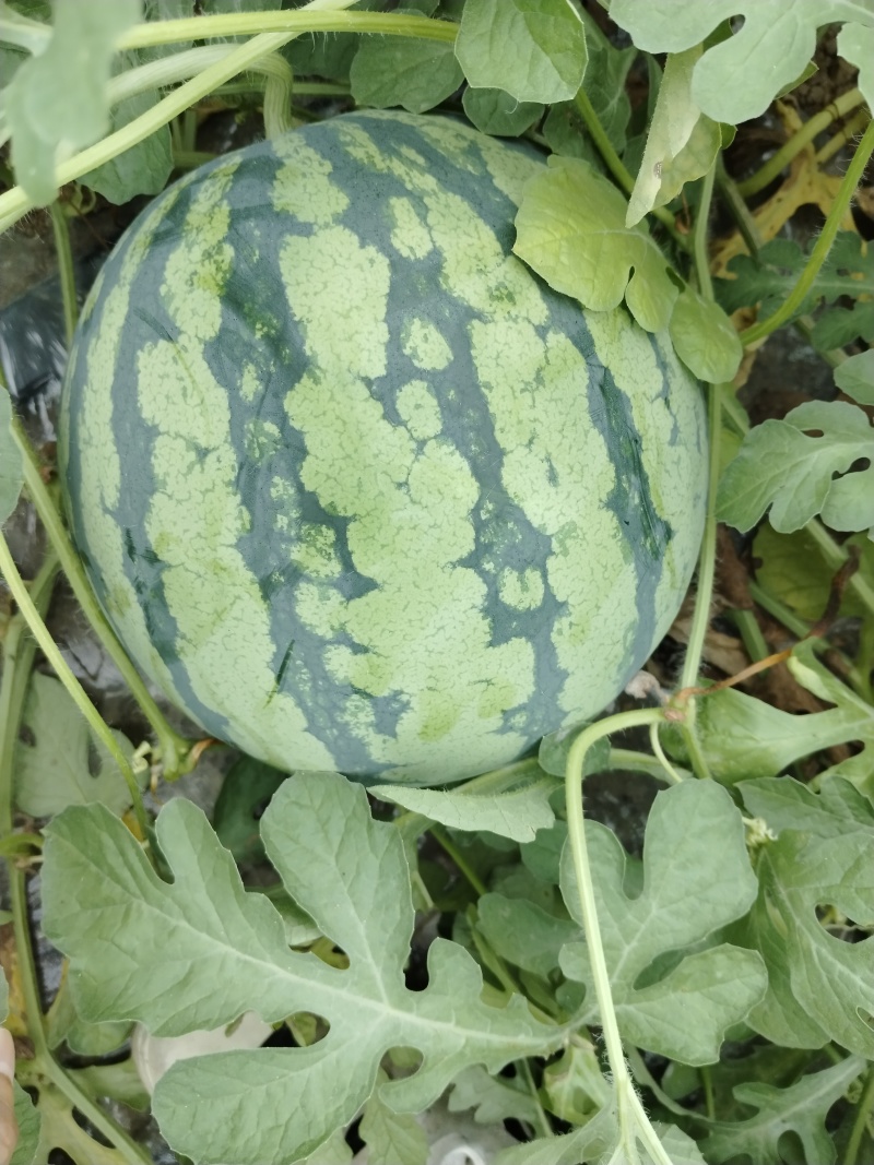 西瓜无籽美都麒麟瓜大量现货供应对接全国包熟包甜欢迎来电