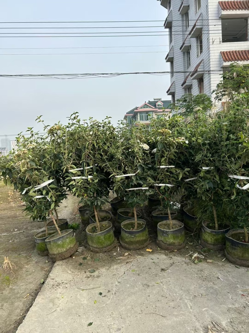 中华木绣球无纺布袋、180杯、30美植袋基地有量，欢迎订