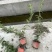中华木绣球无纺布袋、180杯、30美植袋基地有量，欢迎订