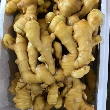 大黄姜水洗精品生姜品质优良欢迎来电咨询