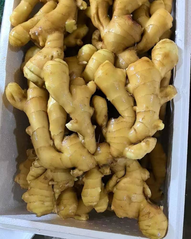 大黄姜水洗精品生姜品质优良欢迎来电咨询