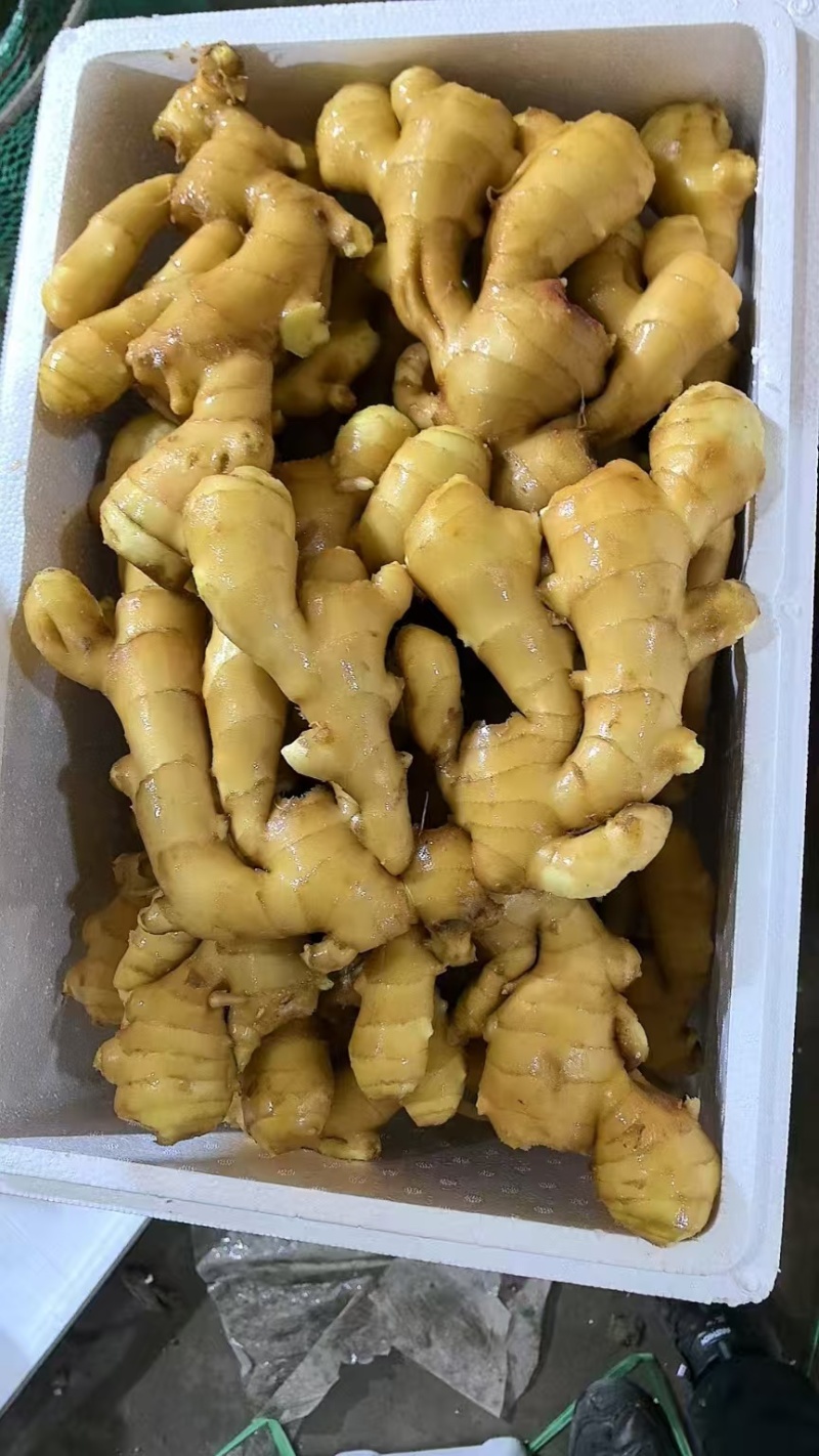 大黄姜水洗精品生姜品质优良欢迎来电咨询