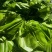 山苏台湾野菜种植基地