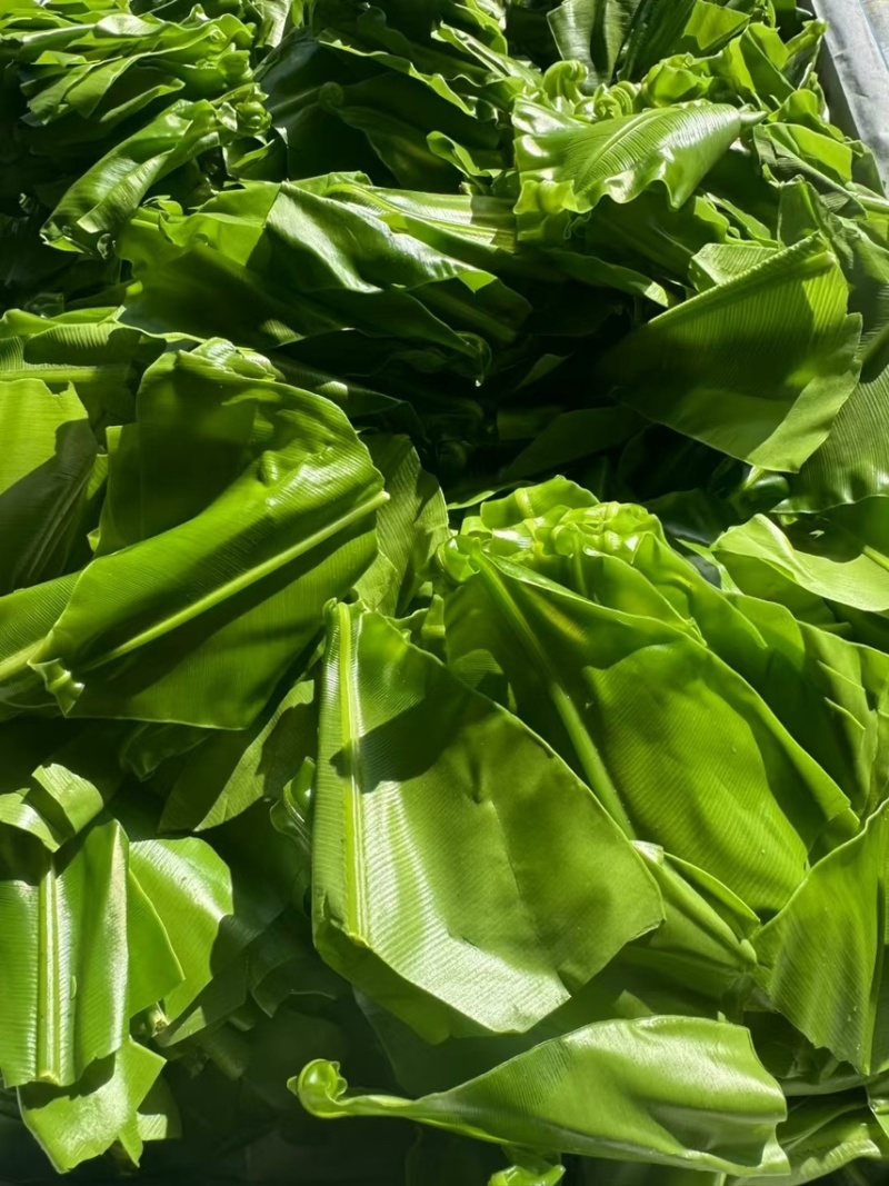 山苏台湾野菜种植基地