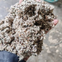 乌苏优质棉籽壳