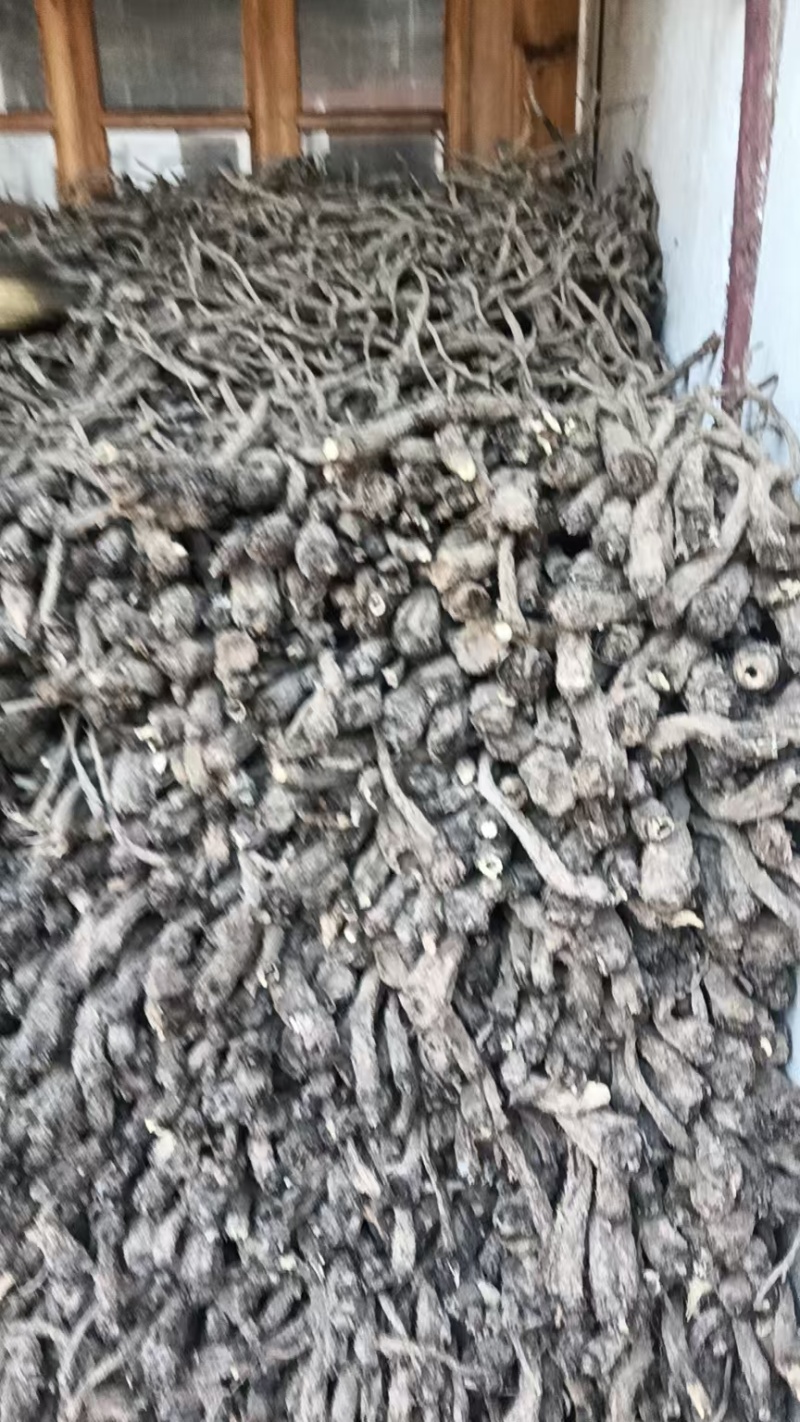 云木香，大获组织能力强，产地直供，诚信经营