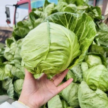 莲花白甘蓝包菜新鲜上市一条龙服务质优价廉欢迎考察