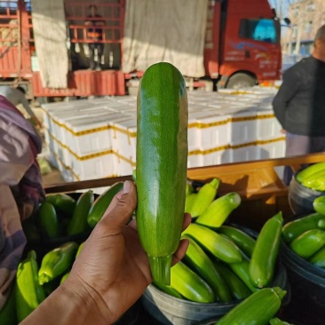 山东聊城绿皮西葫芦主产区，专业对接市场，商超，电商平台