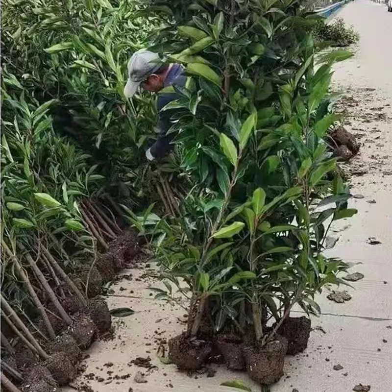 法国冬青树苗四季常青