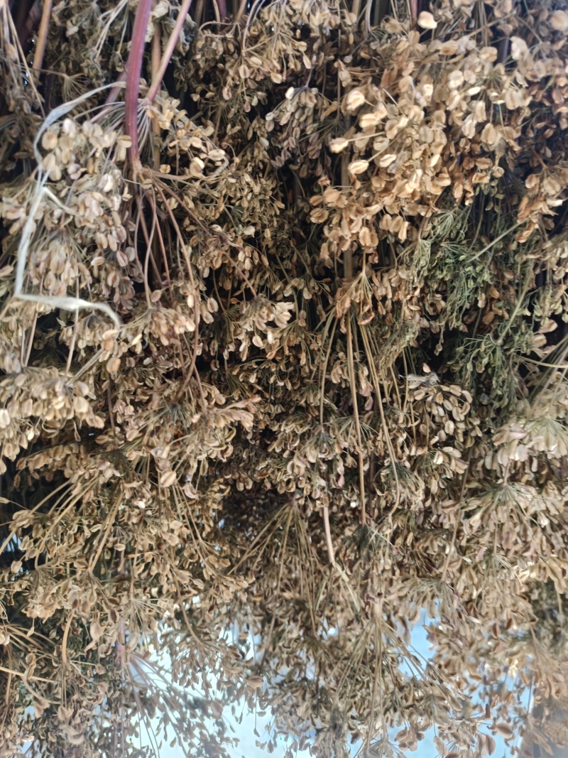 当归种籽各规格各品种都有可批发零售欢迎联系
