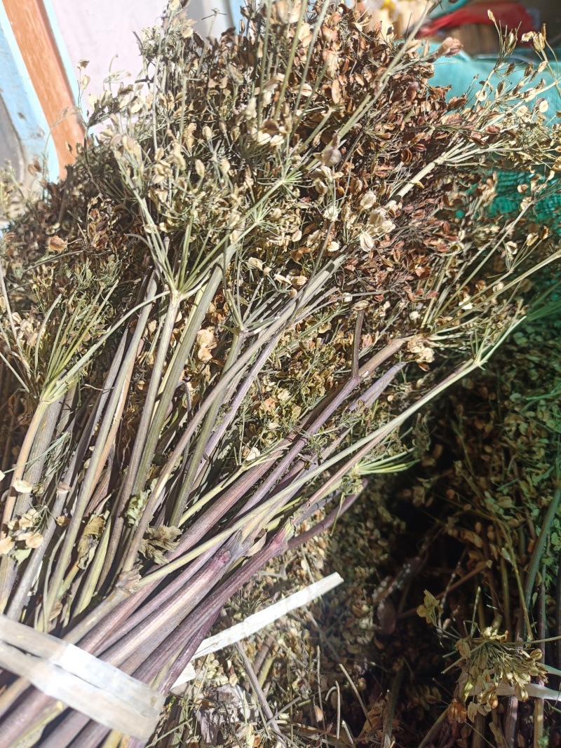当归种籽各规格各品种都有可批发零售欢迎联系
