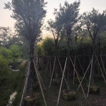 串钱柳红千层