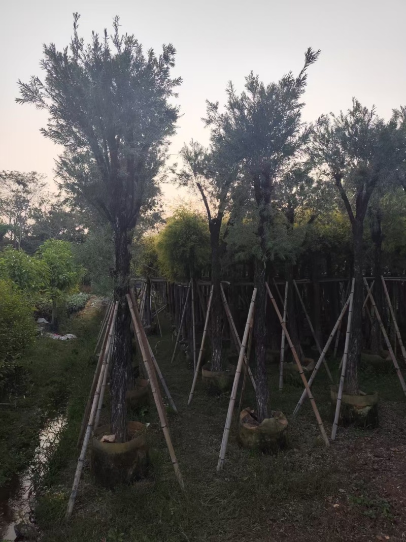 串钱柳红千层