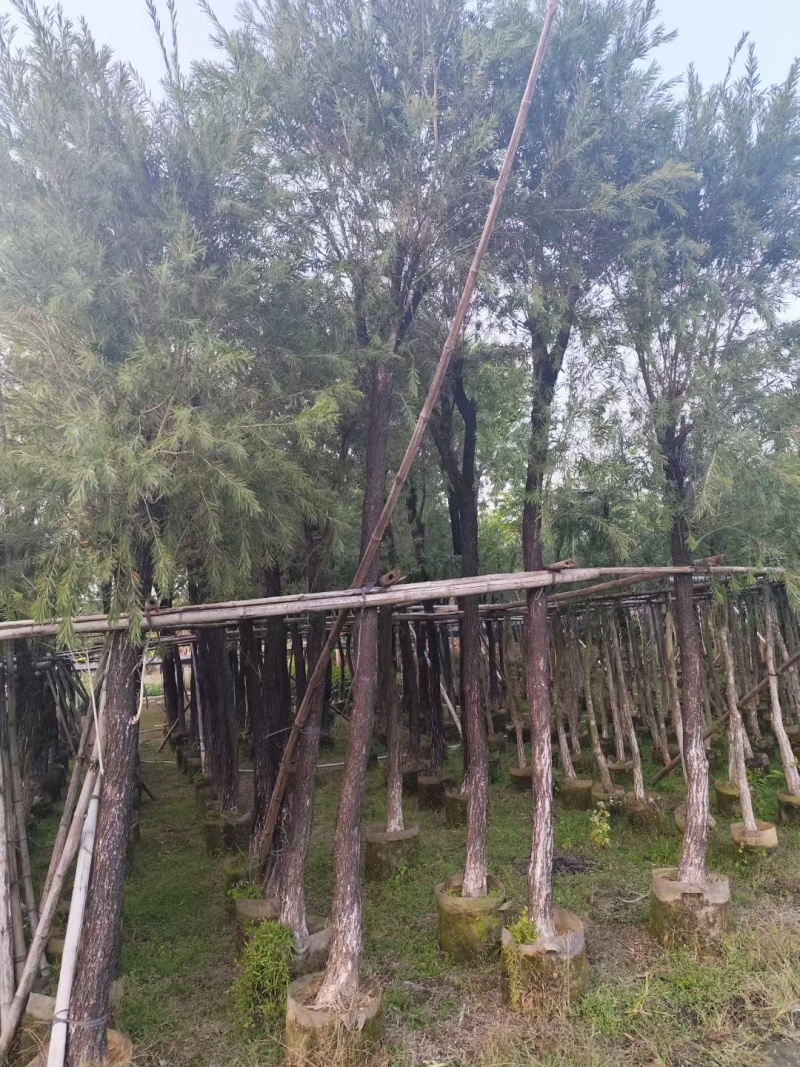 串钱柳红千层