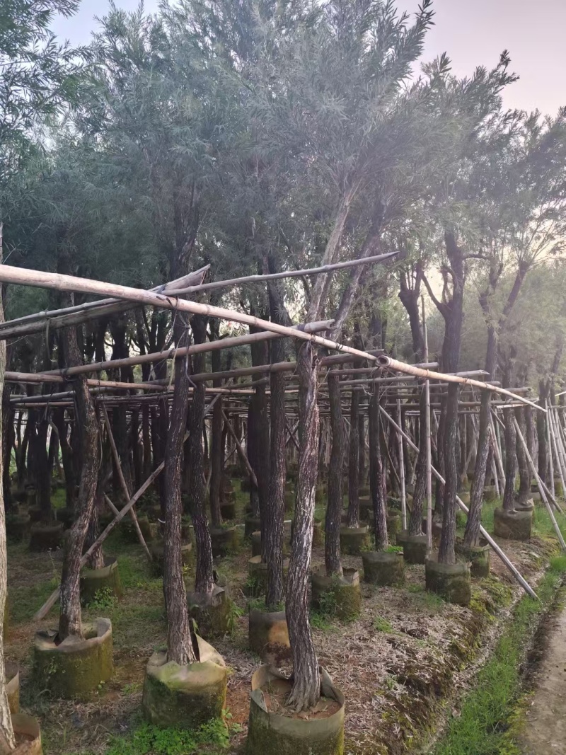 串钱柳红千层