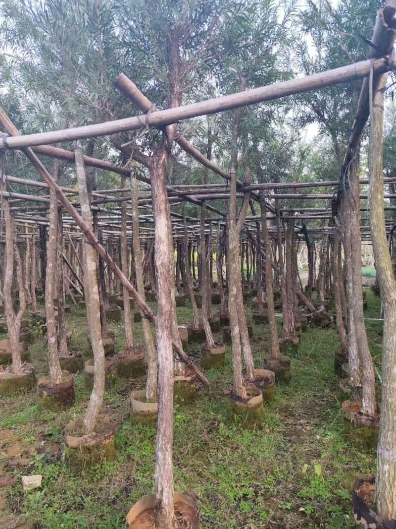 串钱柳红千层
