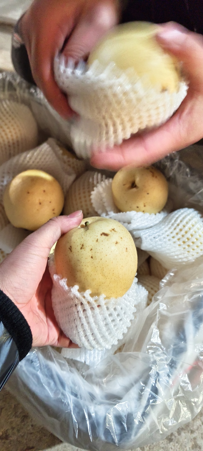 赵县皇冠梨二级果，市场果，价格便宜，专业代办！