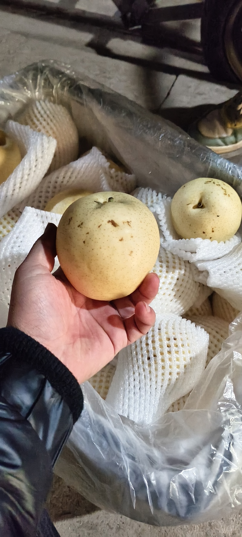 赵县皇冠梨二级果，市场果，价格便宜，专业代办！