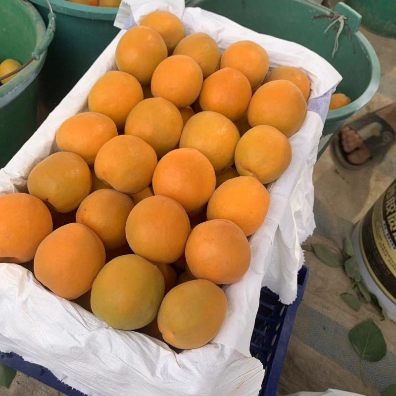 杏，陕西杏，大荔金太阳杏陕西大荔精品金太阳杏