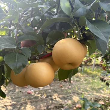 果袋秋月梨袋子防虫防菌防水好袋子出好表光