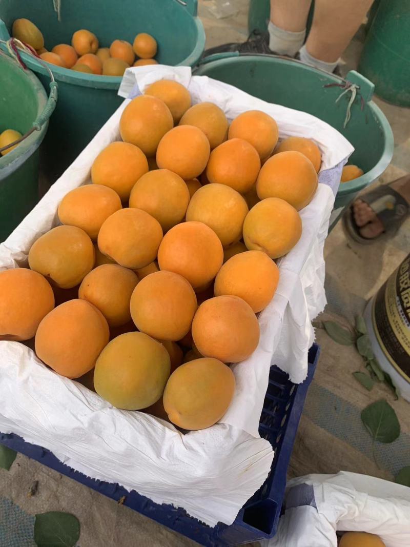 杏，陕西杏，大荔金太阳杏陕西大荔精品金太阳杏
