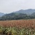 冀酿2号高梁
