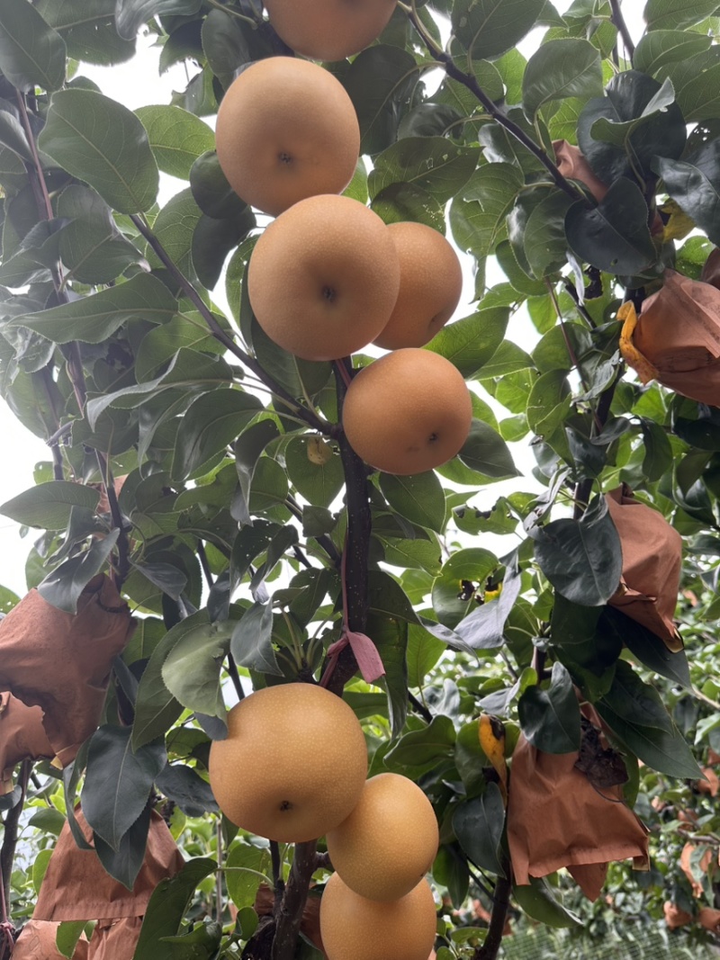 果袋秋月梨袋子防虫防菌防水好袋子出好表光