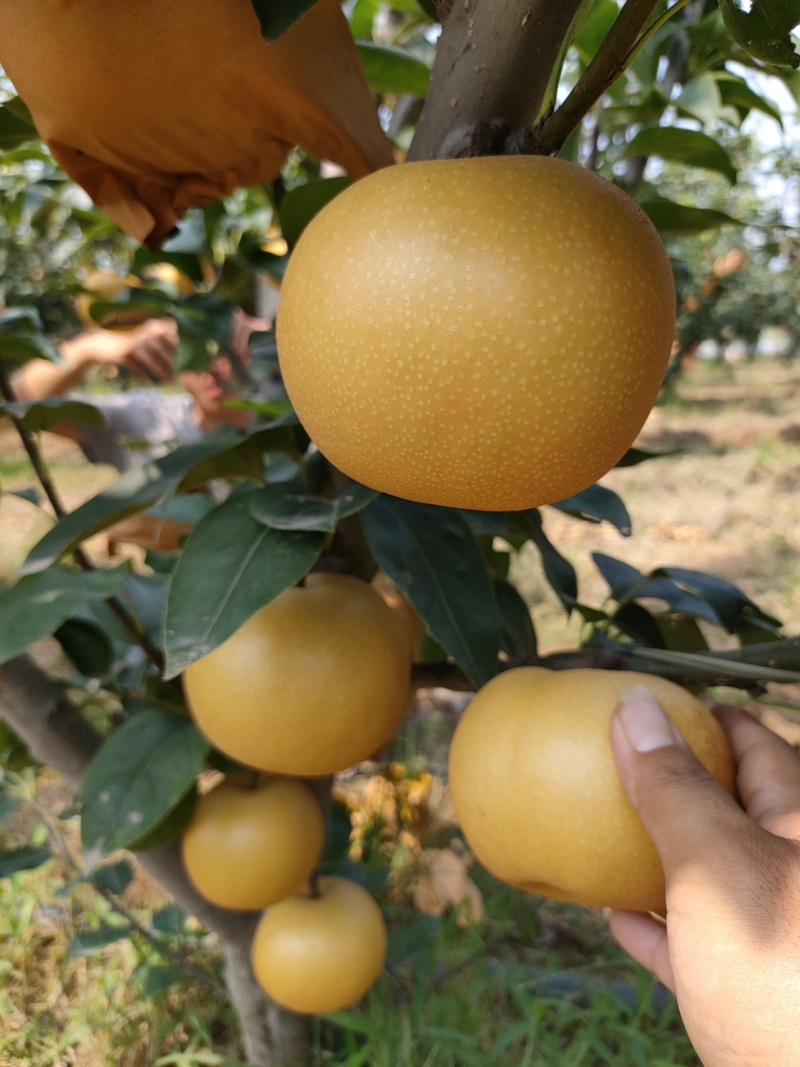 果袋秋月梨袋子防虫防菌防水好袋子出好表光