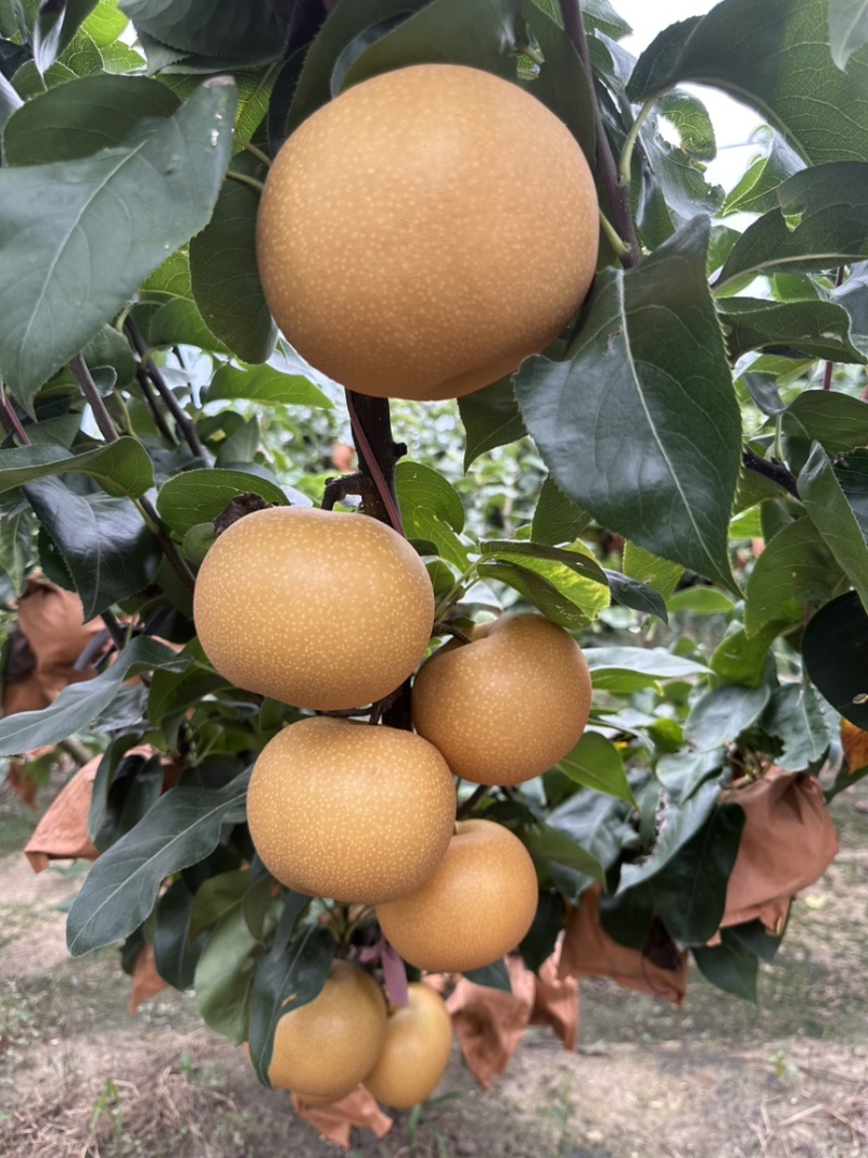 果袋秋月梨袋子防虫防菌防水好袋子出好表光