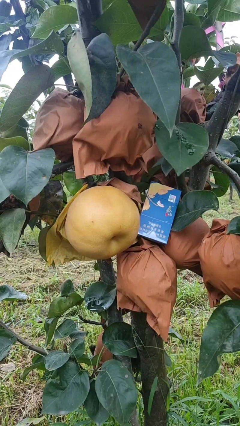 果袋秋月梨袋子防虫防菌防水好袋子出好表光