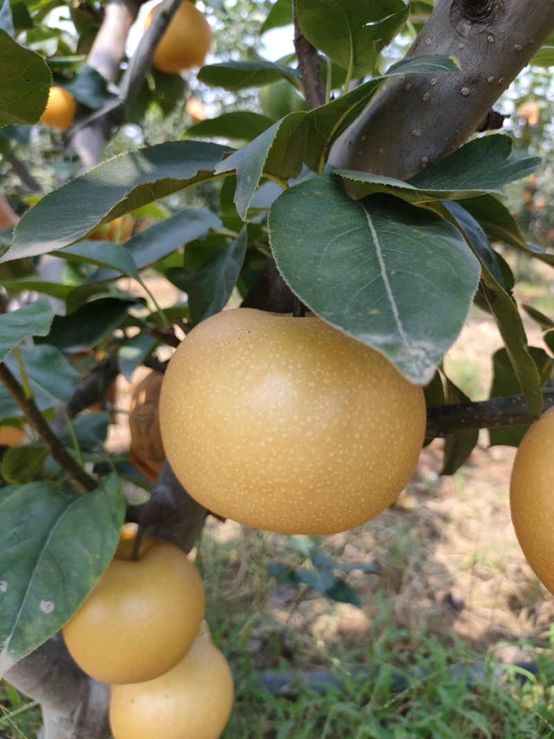 果袋秋月梨袋子防虫防菌防水好袋子出好表光