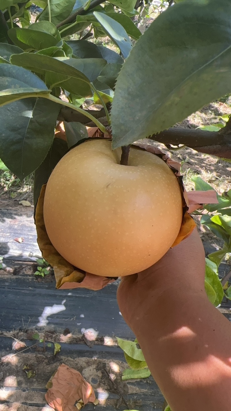 果袋秋月梨袋子防虫防菌防水好袋子出好表光