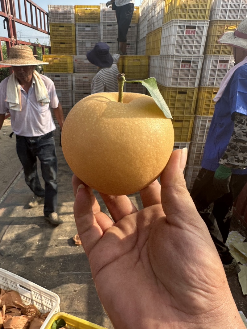 果袋秋月梨袋子防虫防菌防水好袋子出好表光