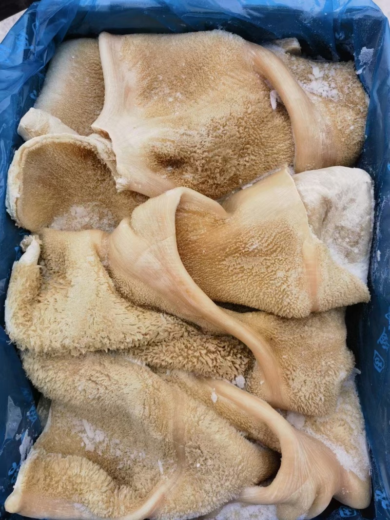 清真原味牛肚适合炒菜肚丝汤凉拌一手货源支持样品