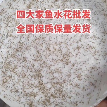 鲫鱼寸苗，花白鲢水花，草鱼水花，泥鳅水花等一包十万尾