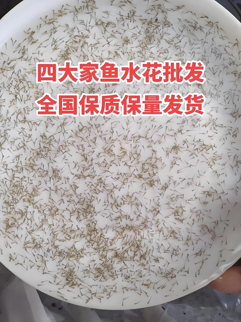 鲫鱼寸苗，花白鲢水花，草鱼水花，泥鳅水花等一包十万尾