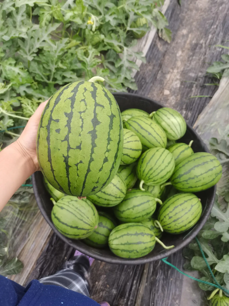 早春红玉西瓜小糖丸手撕西瓜货源充足承接商超电商代发