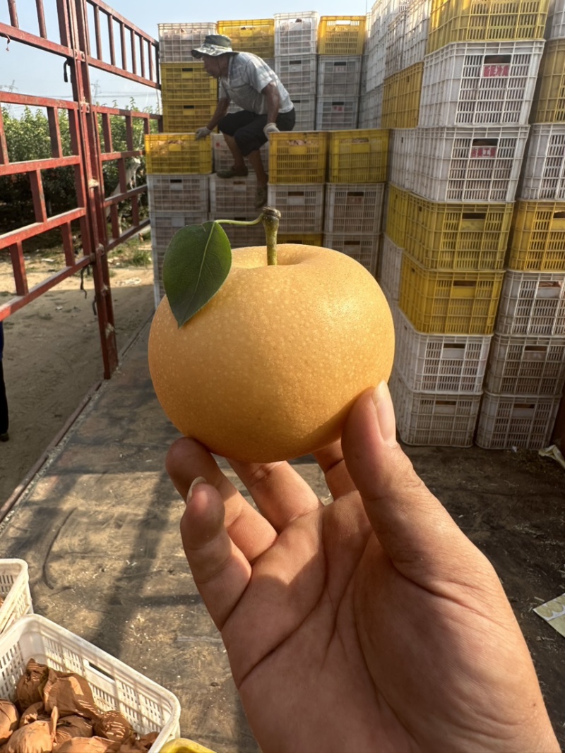 秋月梨袋子果袋长出好表光/工厂直发/欢迎采购咨询