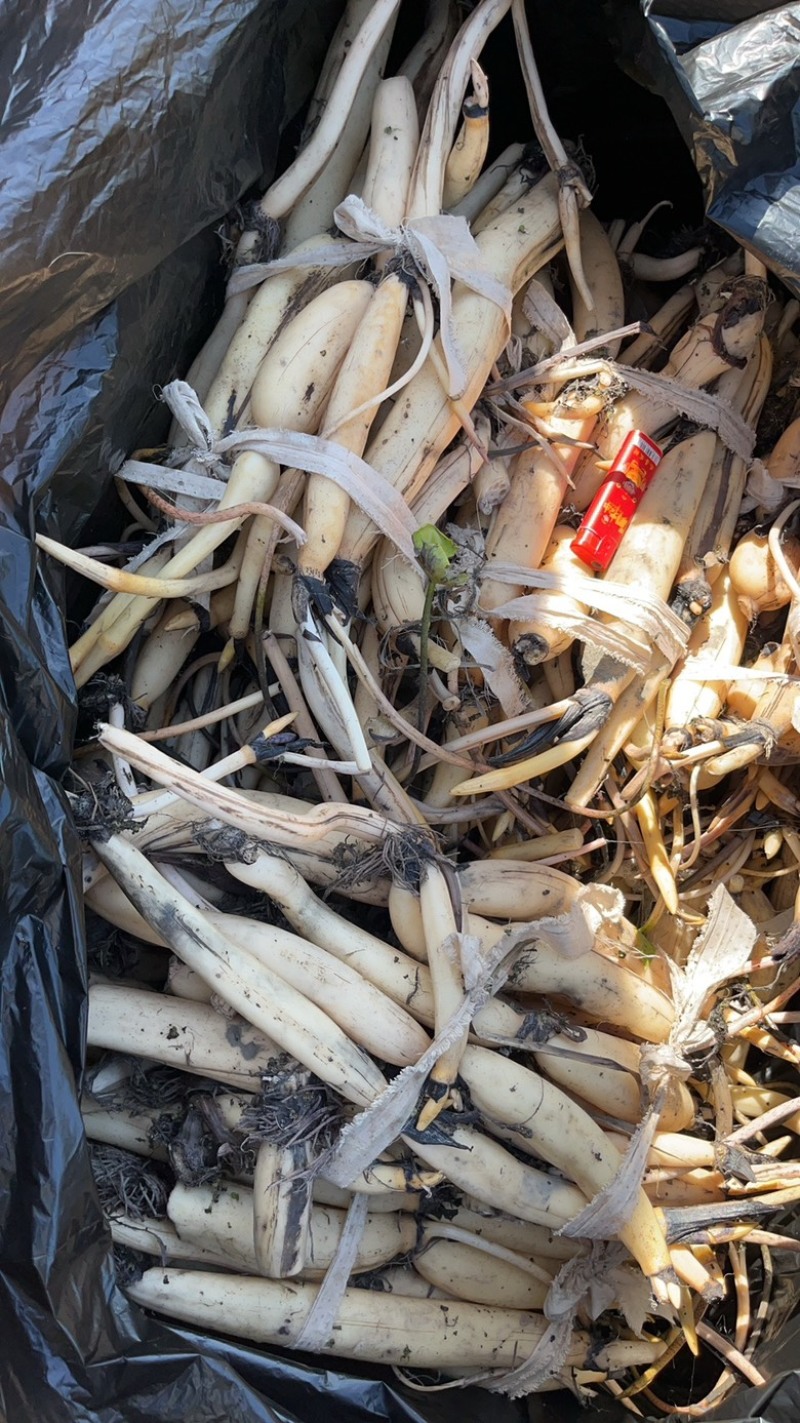 观赏性荷花种苗产地直发货源充足量大从优欢迎电话联系